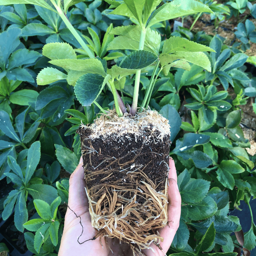 čmerica z Poni Veni - Slovenských trvaliek