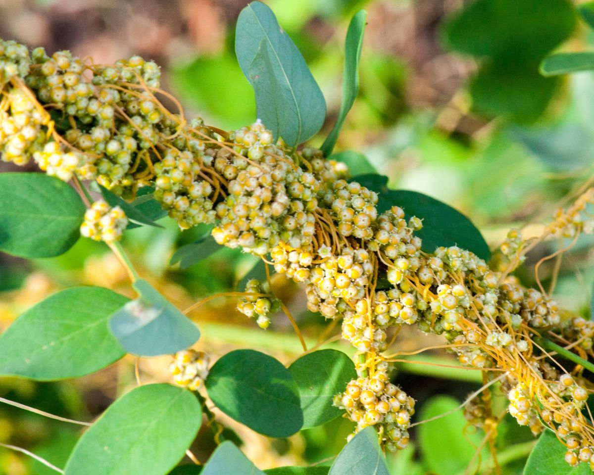 Kokotice evropská (Cuscuta europaea) 