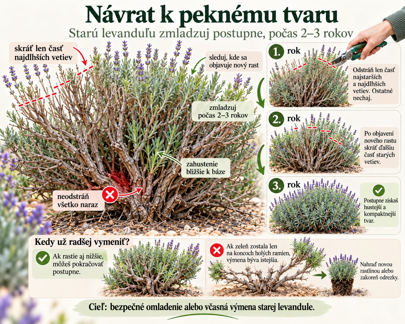 Názorná grafika postupného zmladzovania starej levandule ukazuje, ako počas 2 až 3 rokov skracovať len časť najdlhších zdrevnatených vetiev, sledovať nový rast pri báze a bezpečne obnoviť hustejší, kompaktnejší tvar kra alebo ho včas nahradiť novou rastlinou.