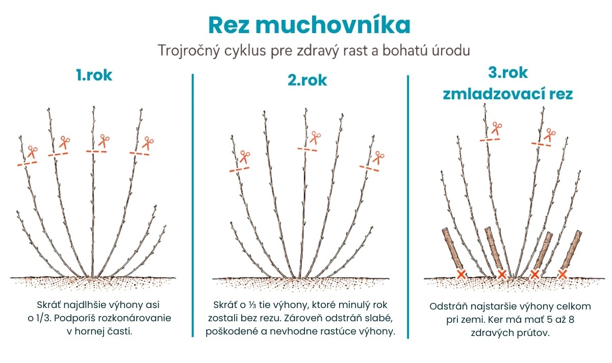 Rez muchovníka pre zdravú úrodu