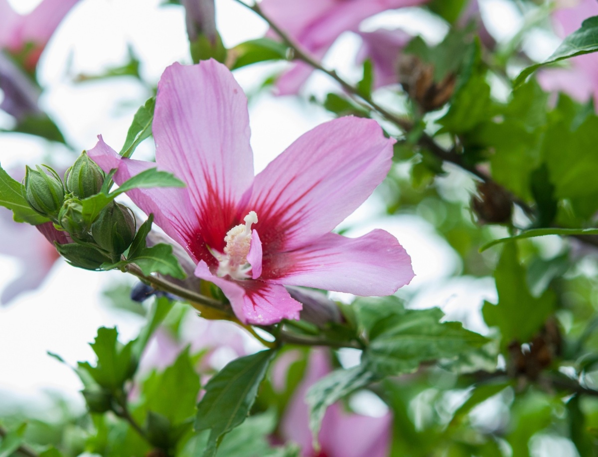 Slezovitá rastlina_ibištek_hibiscus syriacus