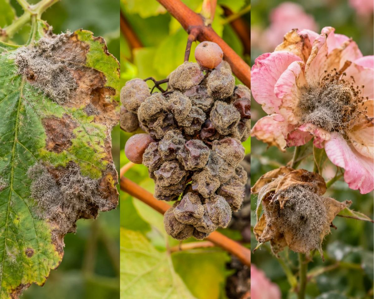 Koláž botrytídy na rastlinách – pleseň sivá (Botrytis cinerea) na liste, strapci hrozna a kvete s typickým sivohnedým povlakom.