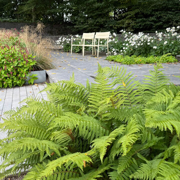 Impozantné paprade: Tajuplní architekti tienistých záhrad