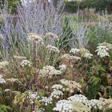 Kedy sadiť trvalky pre dlhokvitnúcu záhradu