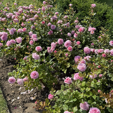 Kedy a ako sadiť ruže - správna výsadba