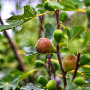 Ako pestovať sladučké figy v záhrade alebo v kvetináči na balkóne či terase?