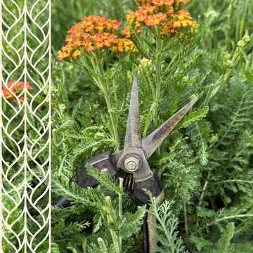 Nožnice na správnom mieste: rez trvaliek od jari do zimy bez omylu