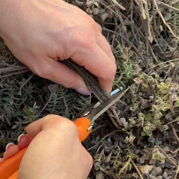 Čo robiť v okrasnej záhrade vo februári