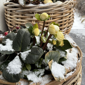 Objavte zimné kvety, ktoré kvitnú alebo žiaria aj v mraze