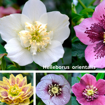 Čemerice - fakty ktoré musíš vedieť pred ich pestovaním 