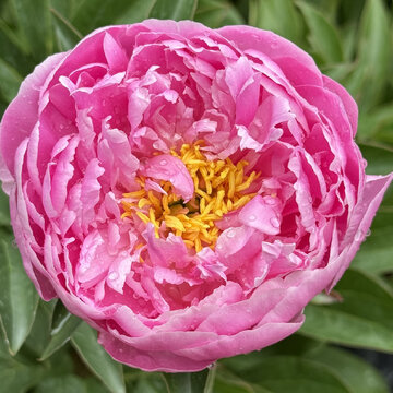 Pivonka v záhrade: pestovanie, kvitnutie a čaro dlhovekej trvalky