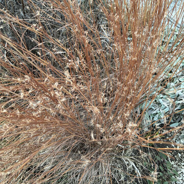 Marec v okrasnej záhrade: čo urobíš teraz, to budeš v lete obdivovať