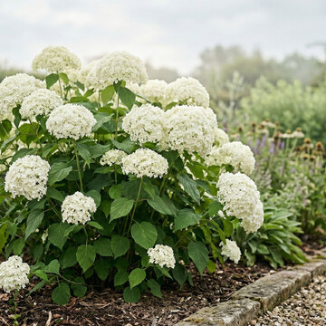Stromčekovité hortenzie: odborný sprievodca pestovaním, rezom a výberom kultivarov