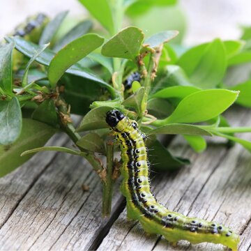 Nebezpečná vijačka: Ako ju odhaliť skôr, než ti zničí krušpán?