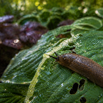 Ktorým trvalkám sa slizniaky oblúkom vyhýbajú? Stav na tieto druhy!