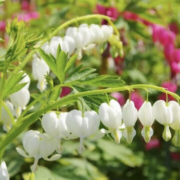 Dicentra - príbeh srdiečok
