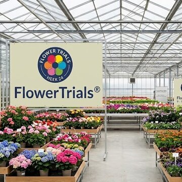 Z Holandska do tvojej záhrady: čo sme objavili na FlowerTrials 2026?