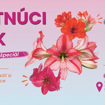 Kvitnúci únik - Amaryllisový špeciál