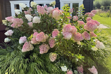 Nedarí sa ti pestovať hortenzie? Stačí dodržať zopár jednoduchých zásad a budeš si užívať záplavu kvetov.