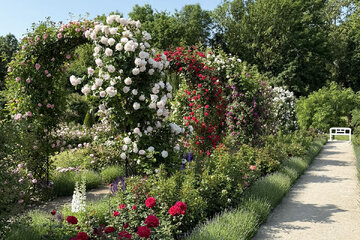 Ako sa starať o ruže počas roka, aby bohato zakvitli?