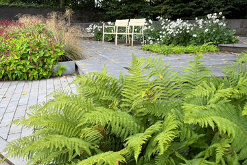 Impozantné paprade: Tajuplní architekti tienistých záhrad
