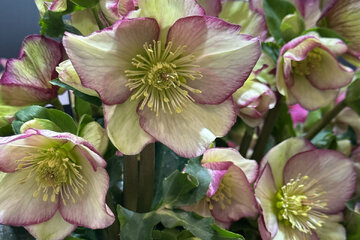 Ako pestovať čemericu, aby ti nádherne zakvitla?