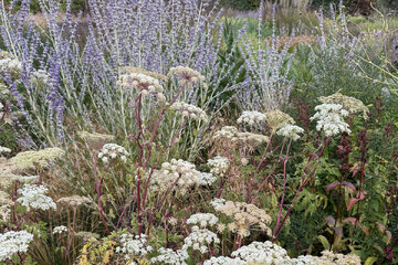 Kedy sadiť trvalky pre dlhokvitnúcu záhradu