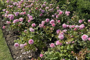 Kedy a ako sadiť ruže - správna výsadba