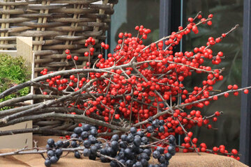 Žiarivé bobule uprostred zimy: cezmína ktorá si zaslúži pozornosť