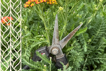 Nožnice na správnom mieste: rez trvaliek od jari do zimy bez omylu