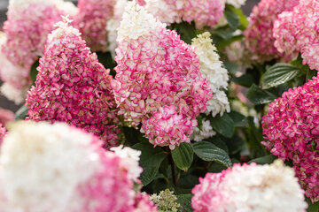 Nenáročné hortenzie s WOW efektom: prečo si Living zamiluješ?