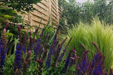 Okrasná výsadba popri plote: Viac súkromia, farieb aj biodiverzity