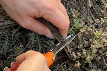 Čo robiť v okrasnej záhrade vo februári