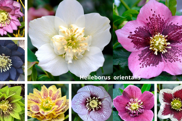 Čemerice - fakty ktoré musíš vedieť pred ich pestovaním 