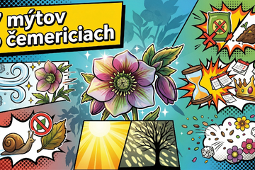 7 mýtov o pestovaní čemeríc (Helleborus)