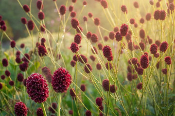 Trvalka sezóny 2026 – Sanguisorba: elegantná kráska, ktorá tancuje s vetrom