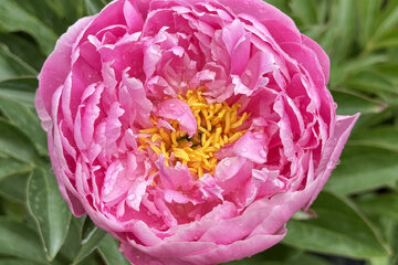 Pivonka v záhrade: pestovanie, kvitnutie a čaro dlhovekej trvalky