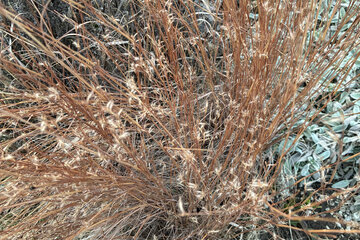 Marec v okrasnej záhrade: čo urobíš teraz, to budeš v lete obdivovať