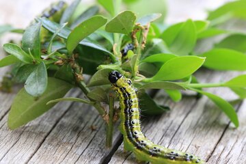 Vijačka na buxusoch: Ako ju spoznať a zachrániť krušpán?