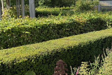 Moderné živé ploty