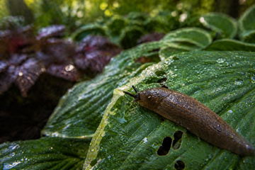 Ktorým trvalkám sa slizniaky oblúkom vyhýbajú? Stav na tieto druhy!