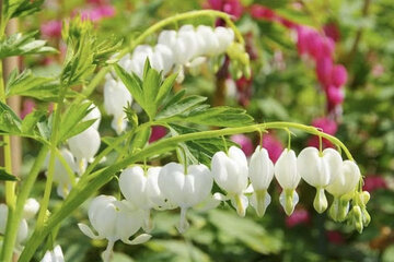 Dicentra - príbeh srdiečok