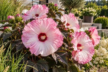 Ibištek bahenný Hibiscus 'Carousel Pink Candy' s veľkými ružovo-bielymi kvetmi a tmavým olistením v letnom záhone.