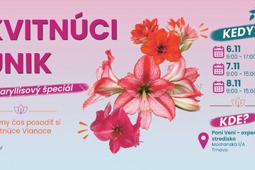 Kvitnúci únik - Amaryllisový špeciál