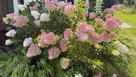 Nedarí sa ti pestovať hortenzie? Stačí dodržať zopár jednoduchých zásad a budeš si užívať záplavu kvetov.