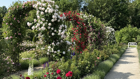 Ako sa starať o ruže počas roka, aby bohato zakvitli?
