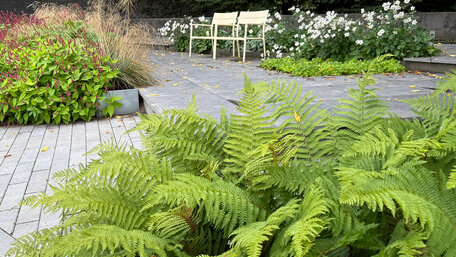 Impozantné paprade: Tajuplní architekti tienistých záhrad