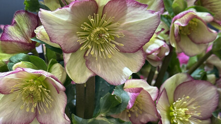 Ako pestovať čemericu, aby ti nádherne zakvitla?