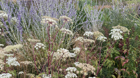 Kedy sadiť trvalky pre dlhokvitnúcu záhradu