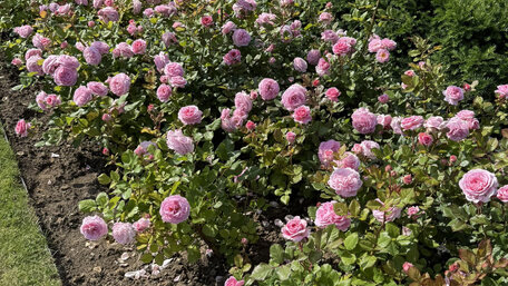 Kedy a ako sadiť ruže - správna výsadba